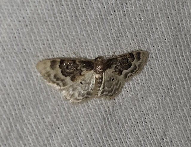 Idaea rusticata - tarka apróaraszoló