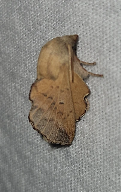 Phyllodesma tremulifolia - nyárlevélpohók