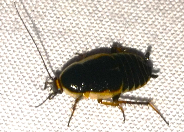 Blattodea - Csótányok Blattodea - Csótányok