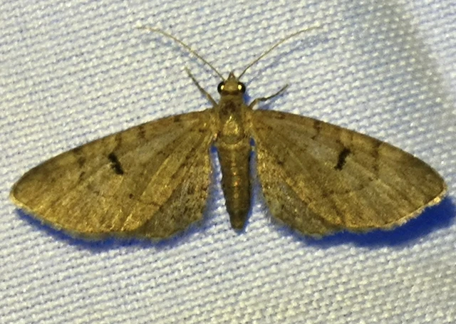 Eupithecia