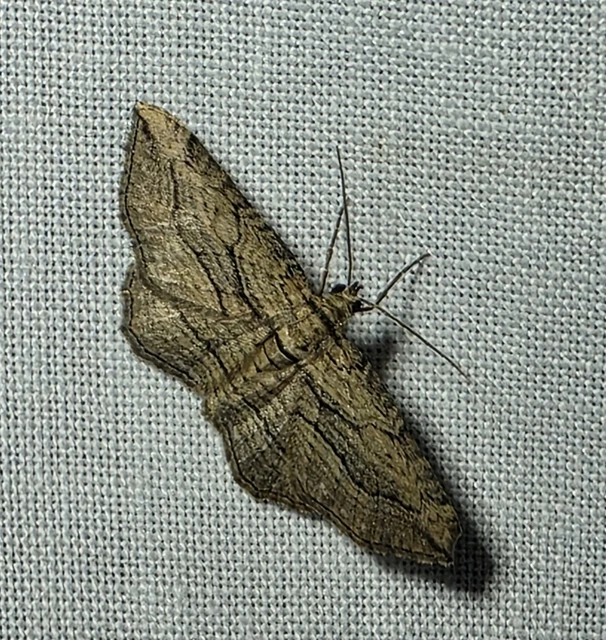 Horisme corticata - barna iszalagaraszoló