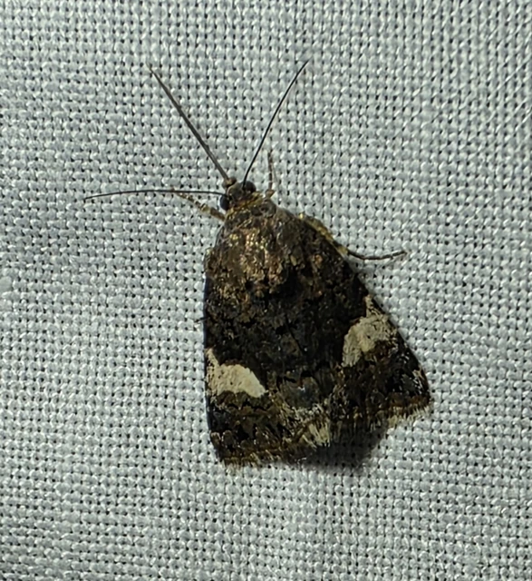 Tyta luctuosa - fekete nappalibagoly