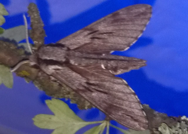 Hyloicus pinastri - fenyőszender