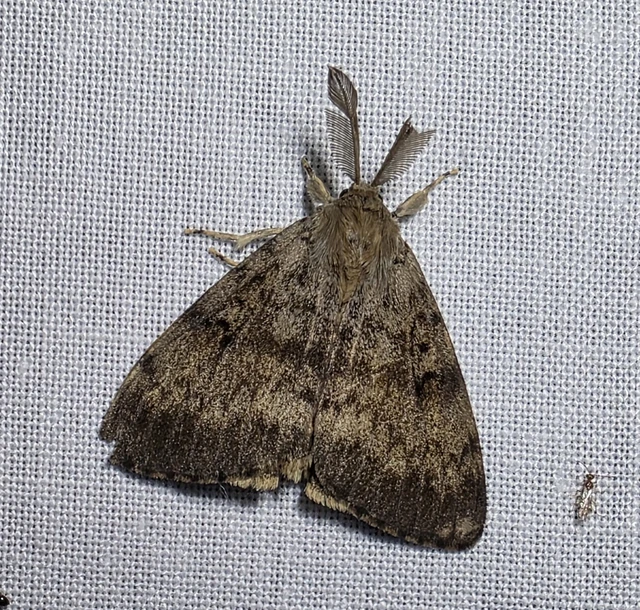 Lymantria dispar - gyapjaslepke