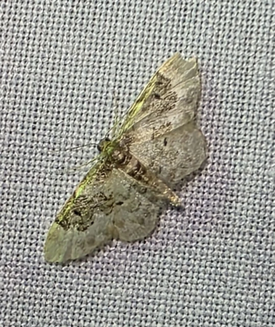 Idaea rusticata - tarka apróaraszoló