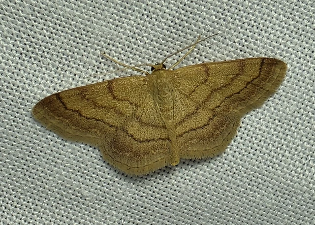 Scopula rubiginata - réti pirosaraszoló