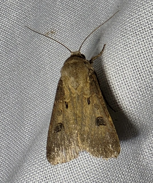 Agrotis exclamationis - felkiáltójeles földibagoly