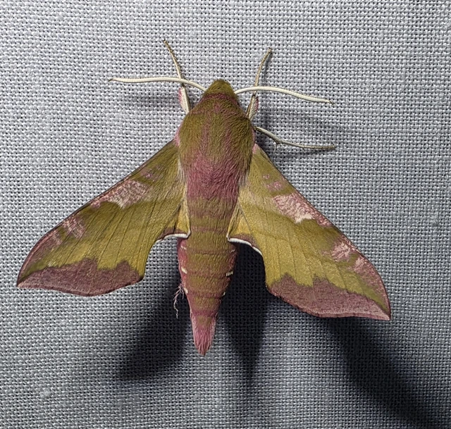 Deilephila porcellus - piros szender