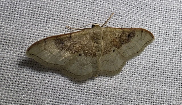 Idaea degeneraria - barnasávos araszoló
