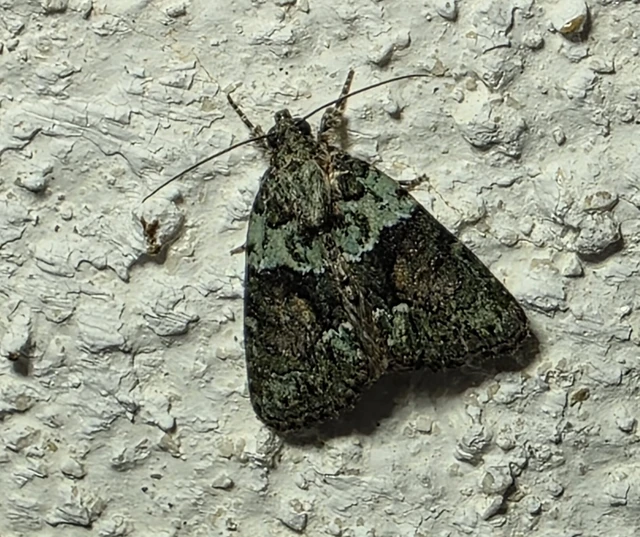 Cryphia algae - sárgászöld zuzmóbagoly
