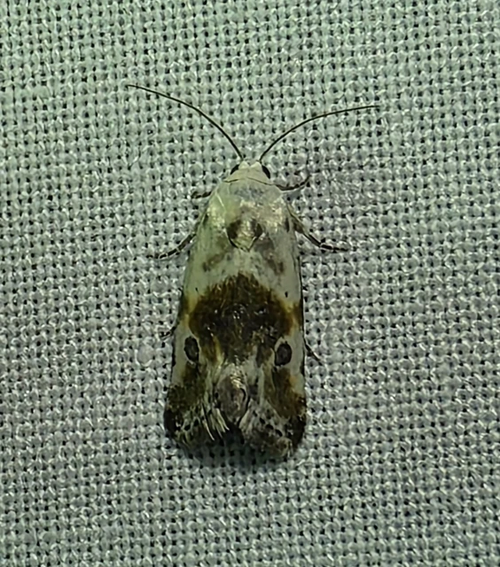 Ponometia candefacta - parlagfűbagoly