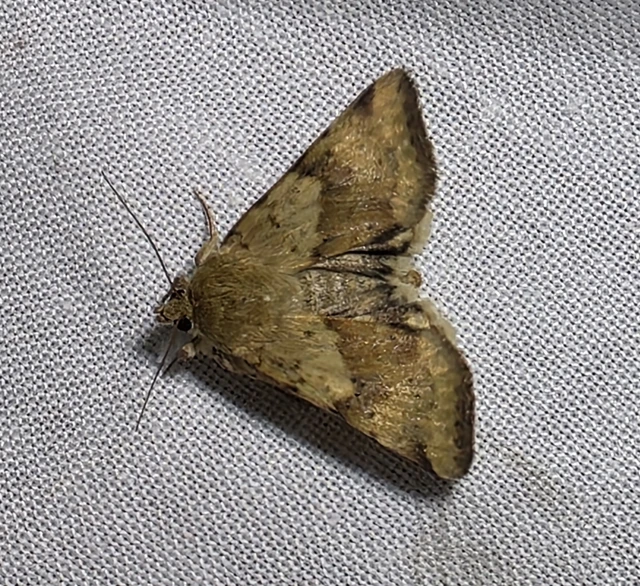 Heliothis viriplaca - mácsonyabagoly