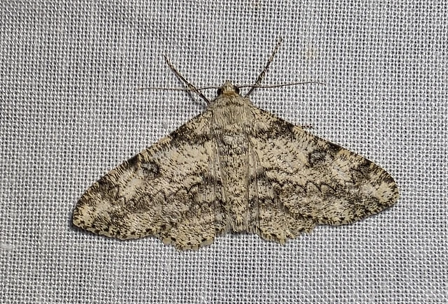 Ascotis selenaria - holdas faaraszoló