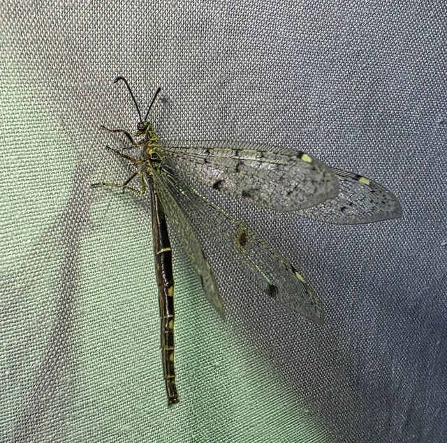 Neuroptera - Recésszárnyúak Neuroptera - Recésszárnyúak