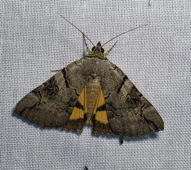 Catocala hymenaea - kökény-övesbagoly