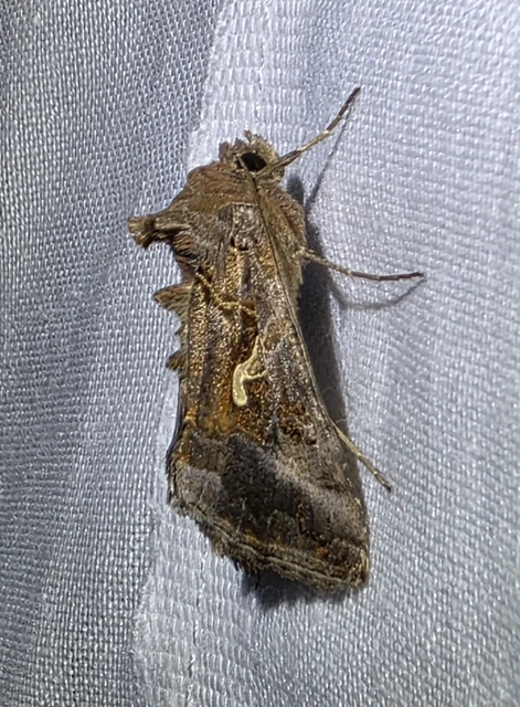 Autographa gamma - gammalepke