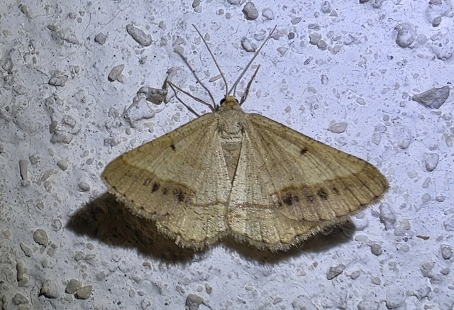 Tephrina arenacearia - lucerna-araszoló