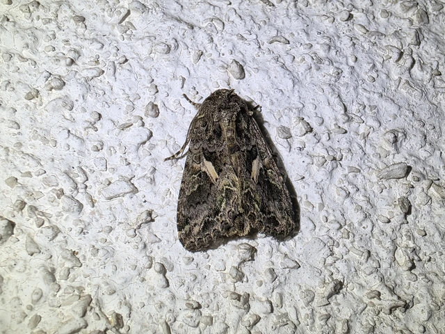Trachea atriplicis - nyári zöldbagoly