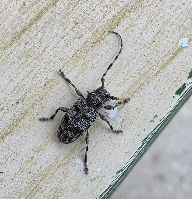 Aegomorphus clavipes - tarka cincér Aegomorphus clavipes - tarka cincér