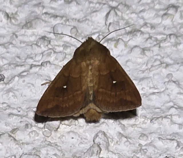 Mythimna albipuncta - fehérpettyes rétibagoly