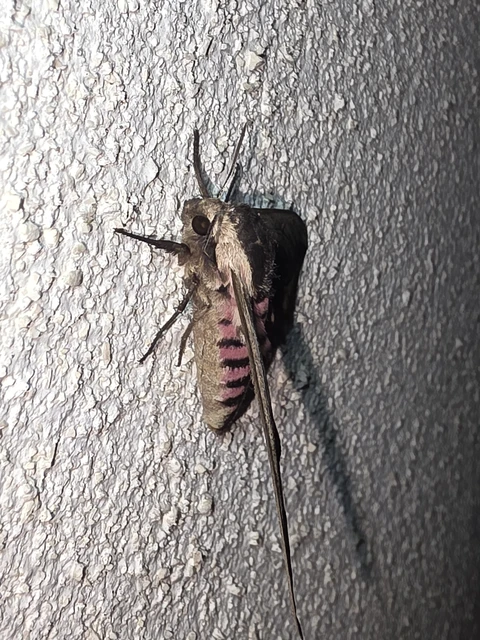 Sphinx ligustri - fagyalszender