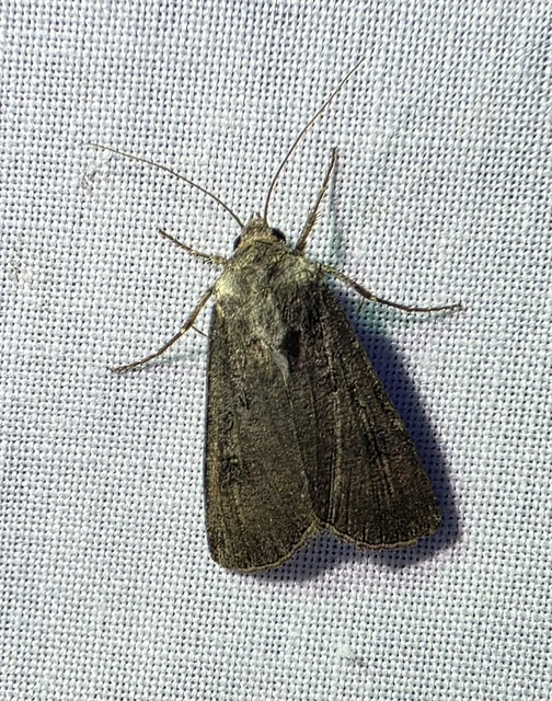 Agrotis segetum - vetési földibagoly