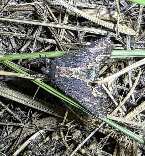 Dypterygia scabriuscula - szurokbarna nyáribagoly