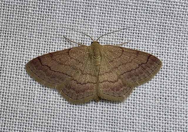 Scopula rubiginata - réti pirosaraszoló