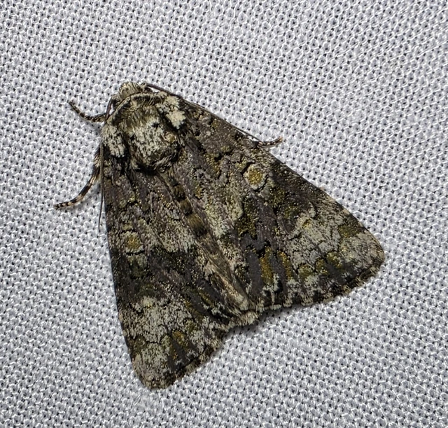 Craniophora ligustri - fagyalbagoly