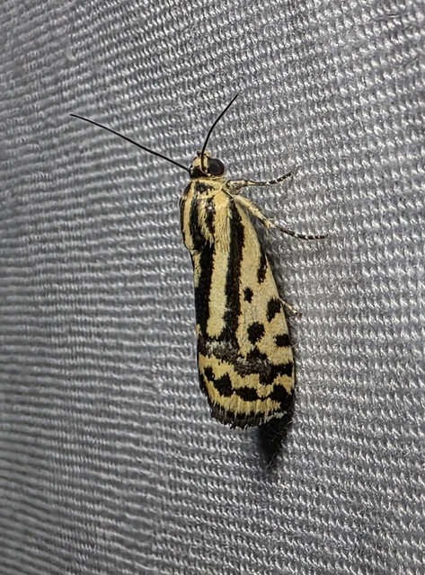 Emmelia trabealis - zebrabagoly