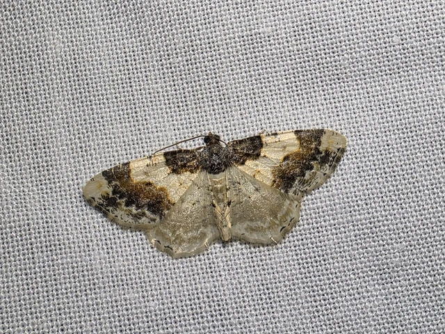 Ligdia adustata - barna levélaraszoló