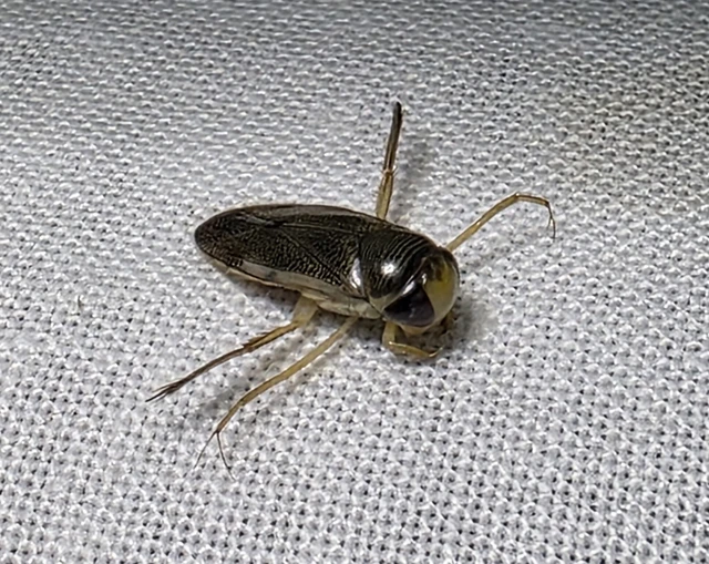 Corixidae - búvárpoloskák Corixidae - búvárpoloskák
