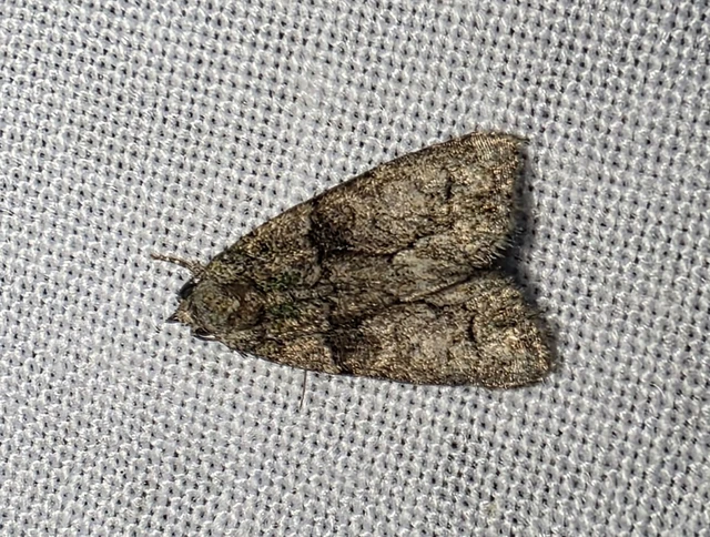 Cryphia algae - sárgászöld zuzmóbagoly
