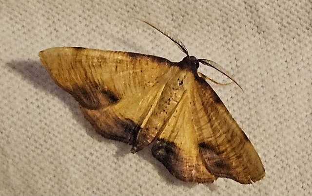 Plagodis dolabraria - baltaszárnyú araszoló