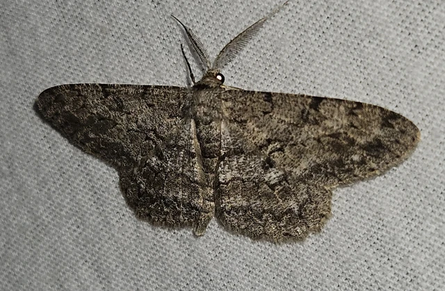Hypomecis punctinalis - pettyes faaraszoló
