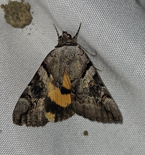 Catocala hymenaea - kökény-övesbagoly