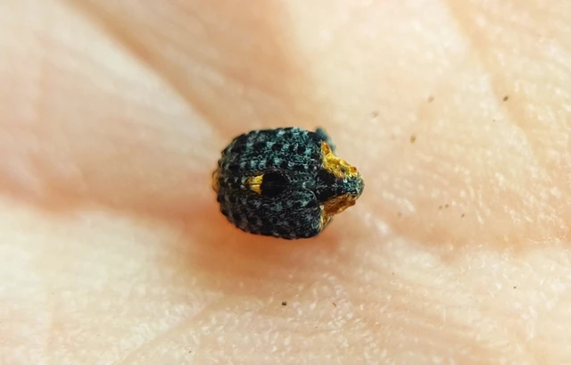 Curculionidae - ormányosbogár-félék