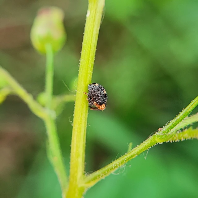 Curculionidae - ormányosbogár-félék