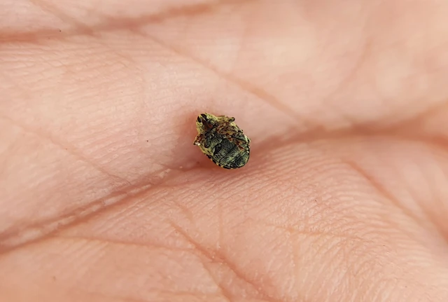 Curculionidae - ormányosbogár-félék