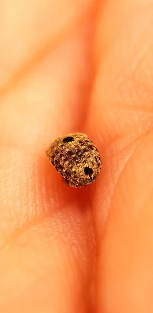 Curculionidae - ormányosbogár-félék