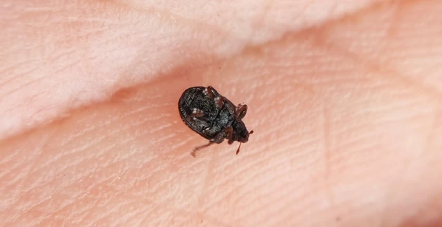 Curculionidae - ormányosbogár-félék