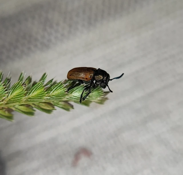 Labidostomis