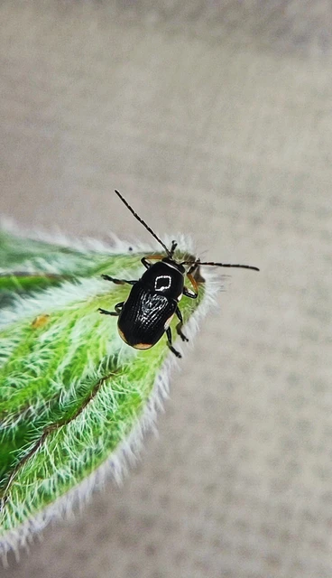 Coleoptera - Bogarak