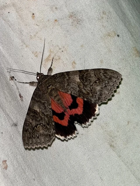 Catocala nupta - piros övesbagoly