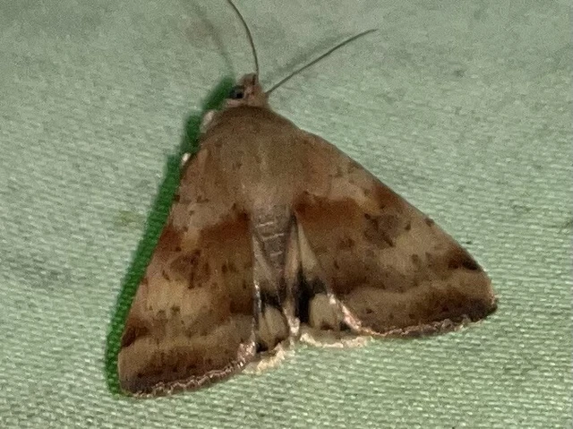 Heliothis adaucta - somkóróbagoly