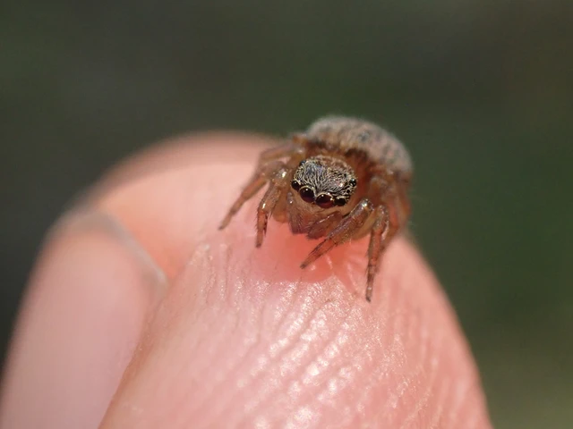 Araneae - Pókok