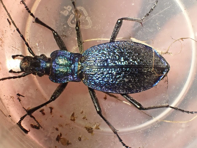 Carabus intricatus - kék laposfutrinka Carabus intricatus - kék laposfutrinka