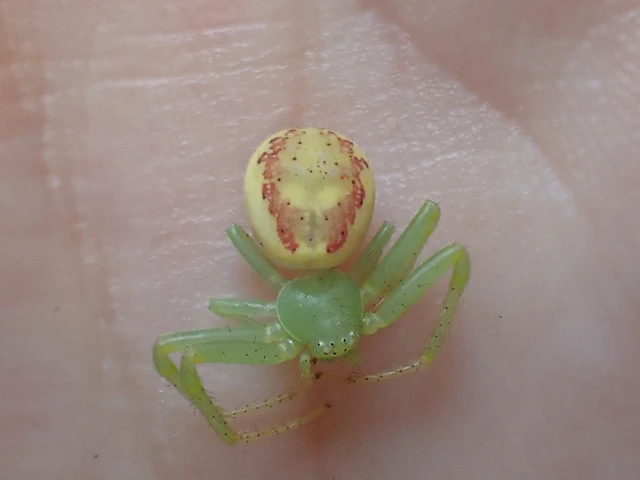 Araneae - Pókok