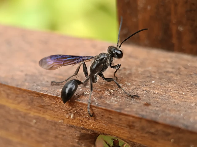 Isodontia mexicana - mexikói fűdarázs Isodontia mexicana - mexikói fűdarázs