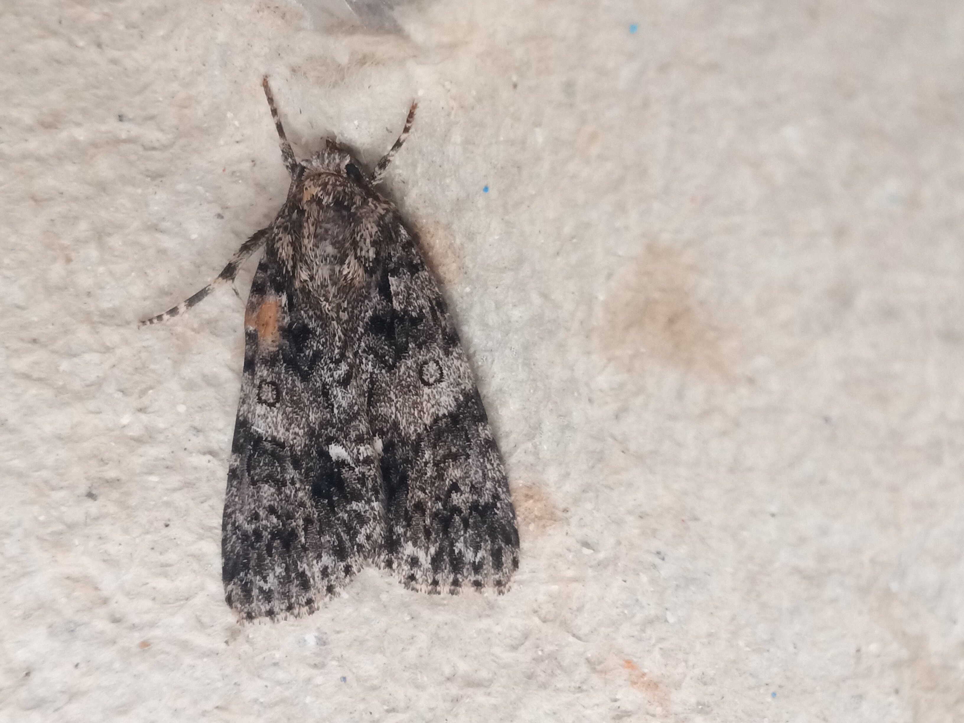 Acronicta rumicis - sóska-szigonyosbagoly
